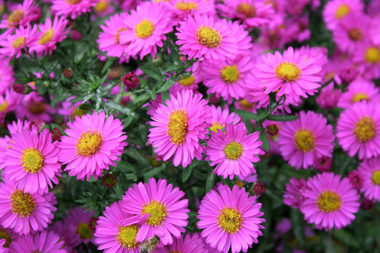 Aster dumosus 'Herbstfeuer' Kissen-Aster