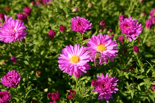 Aster dumosus 'Kassel' Garten-Kissen-Aster