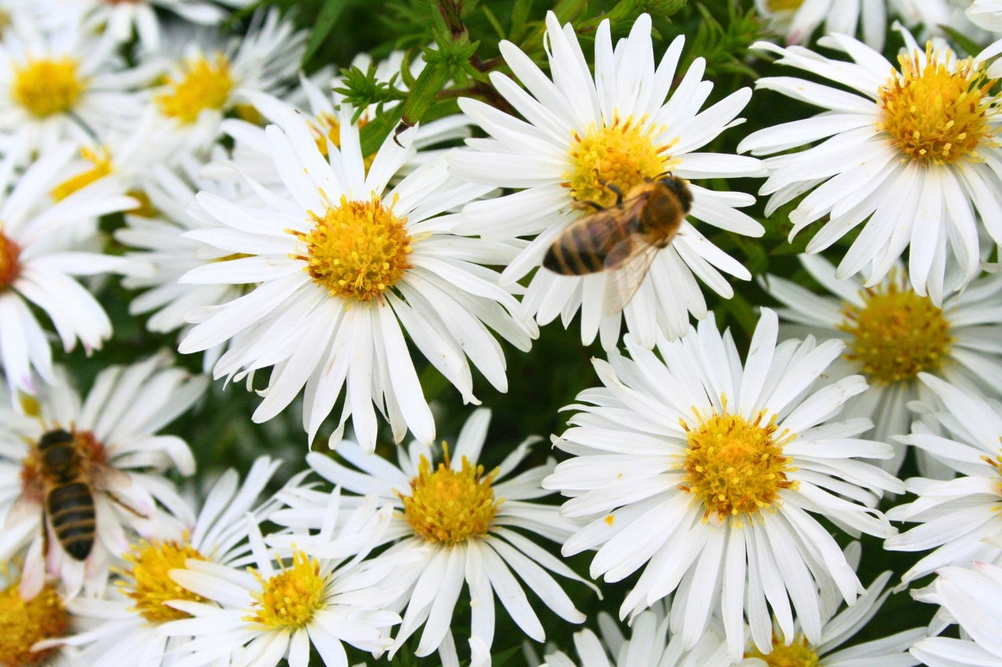 Aster dumosus 'Kristina' Kissen-Aster