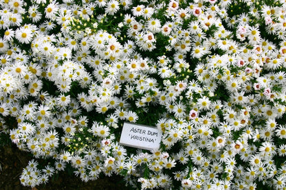 Aster dumosus 'Kristina' (Kissen-Aster)