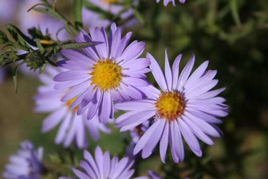 Aster dumosus 'Lady in Blue' Garten-Kissen-Aster