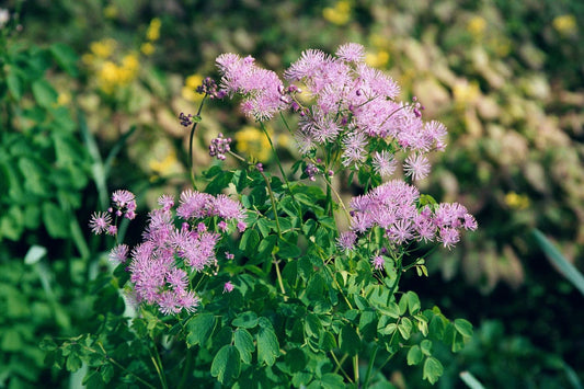 Thalictrum aquilegifolium Akeleiblättrige Wiesenraute