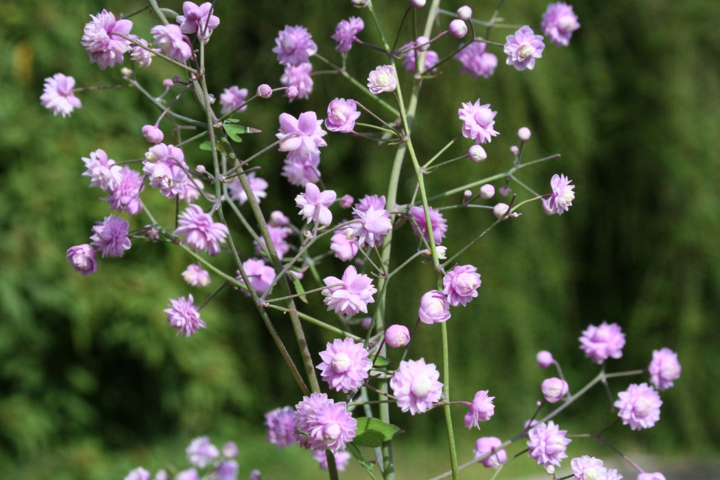 Thalictrum delavayi 'Hewitt's Double' (Wiesenraute)