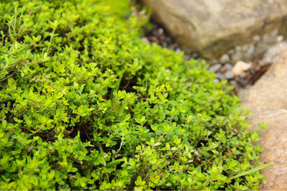 Thymus x citriodorus 'Aureus' Zitronen-Thymian