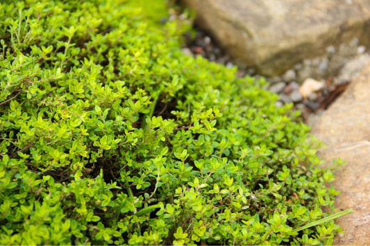 Thymus x citriodorus 'Aureus' Zitronen-Thymian