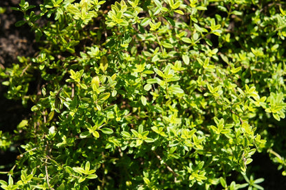 Thymus x citriodorus 'Aureus' (Zitronen-Thymian)