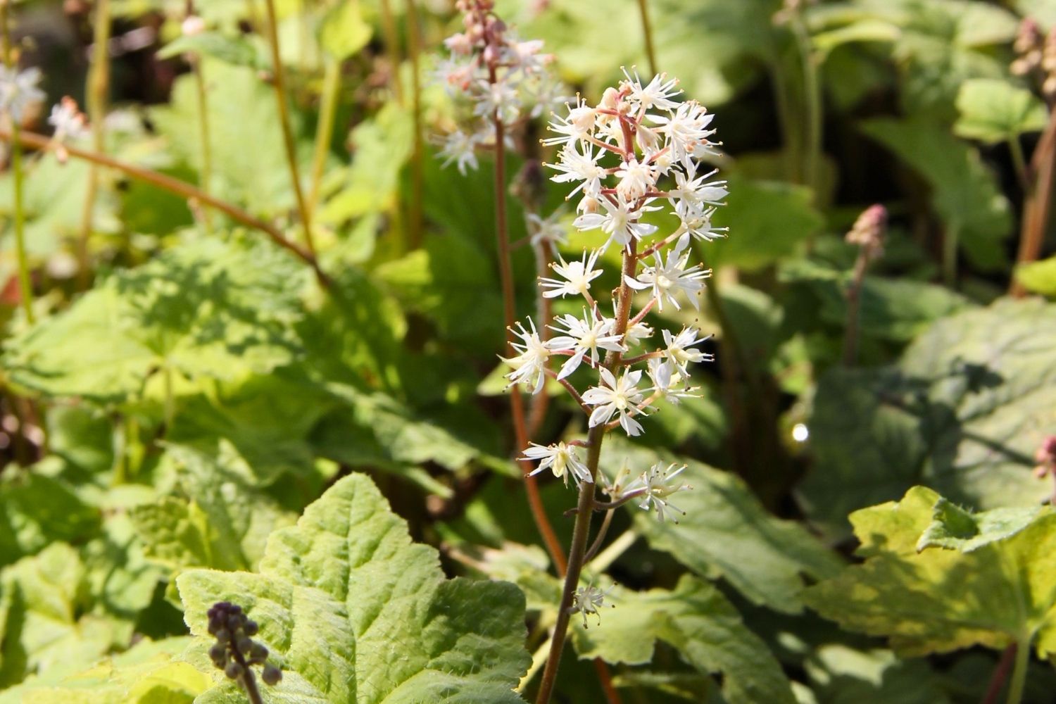 Tiarella wherryi Amerikanische Schaumblüte