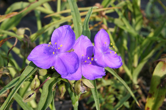 Tradescantia x anders. 'Zwanenburg Blue' Dreimasterblume