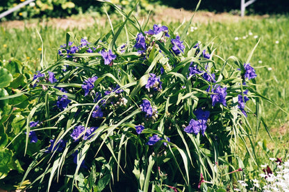Tradescantia x anders. 'Zwanenburg Blue' (Dreimasterblume)