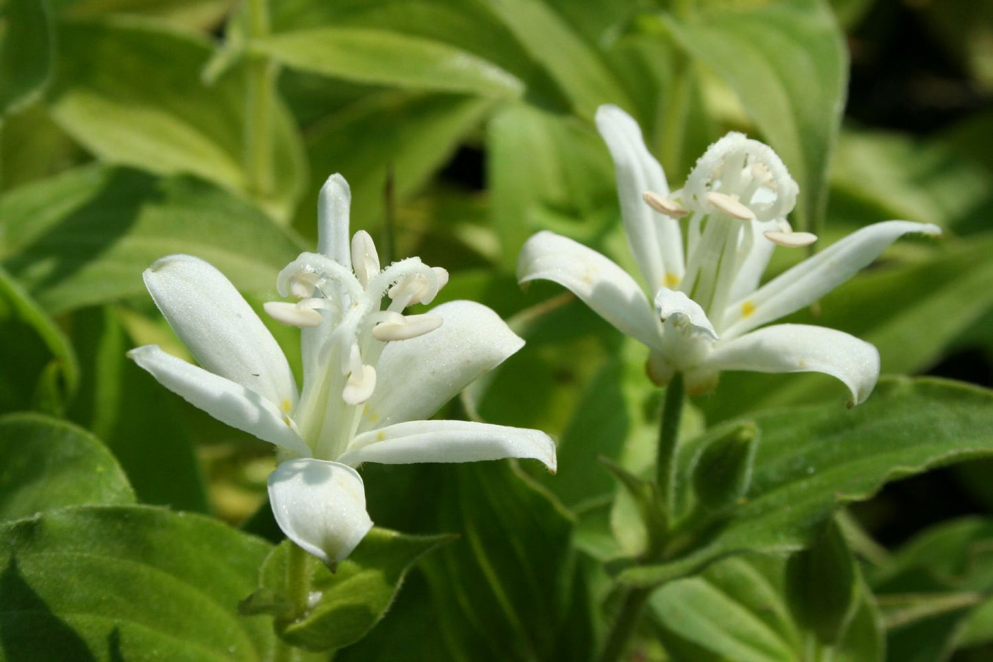 Tricyrtis hirta 'Alba' Garten-Krötenlilie