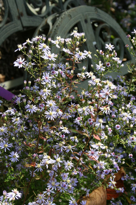 Aster ericoides 'Blue Star' Myrtenaster