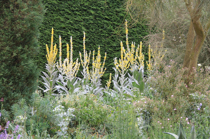 Verbascum bombyciferum Seidige Königskerze