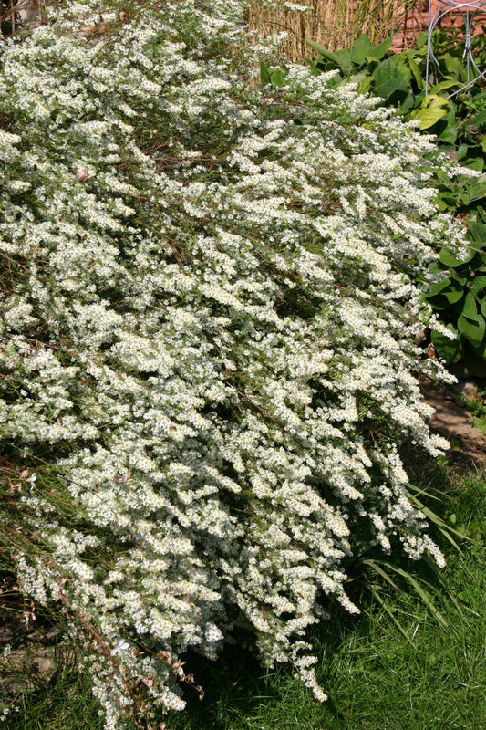 Aster ericoides 'Schneegitter' Garten-Myrten-Aster