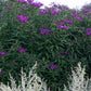 Vernonia crinita (Vernonie | Scheinaster)