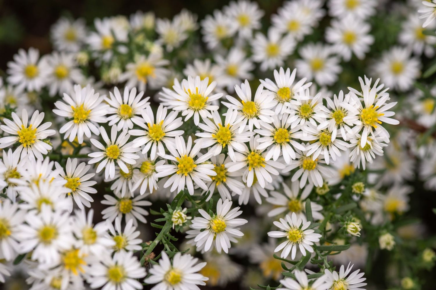 Aster ericoides 'Schneetanne' Myrten-Aster