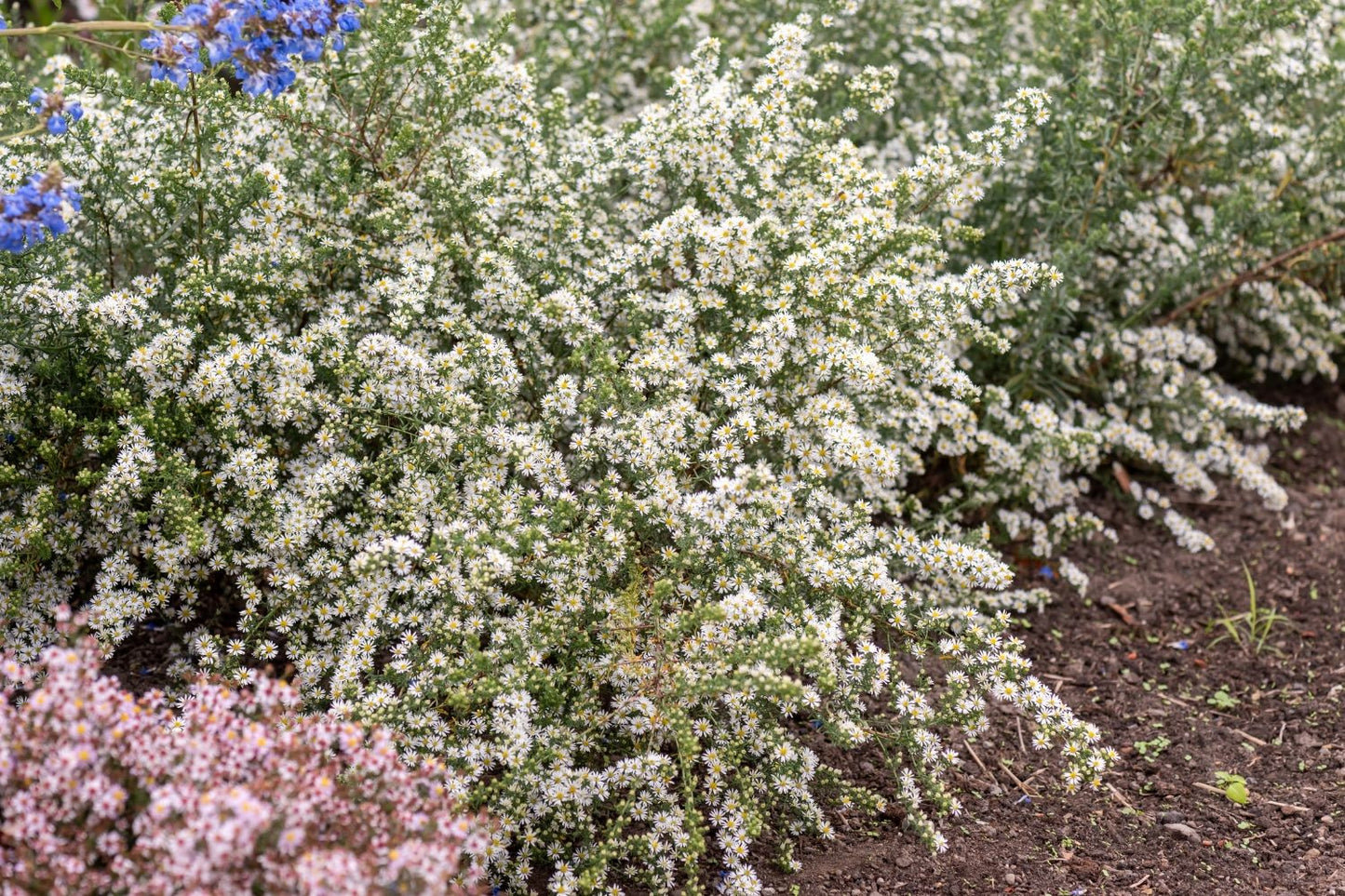 Aster ericoides 'Schneetanne' (Myrten-Aster)