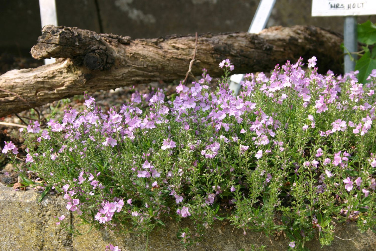 Veronica prostrata 'Mrs.Holt' (Niederliegender Garten-Ehrenpreis)
