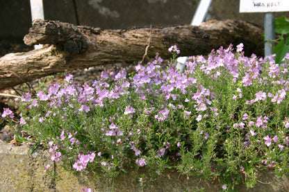 Veronica prostrata 'Mrs.Holt' (Niederliegender Garten-Ehrenpreis)