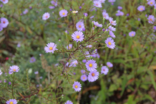 Aster laevis Glatte Aster