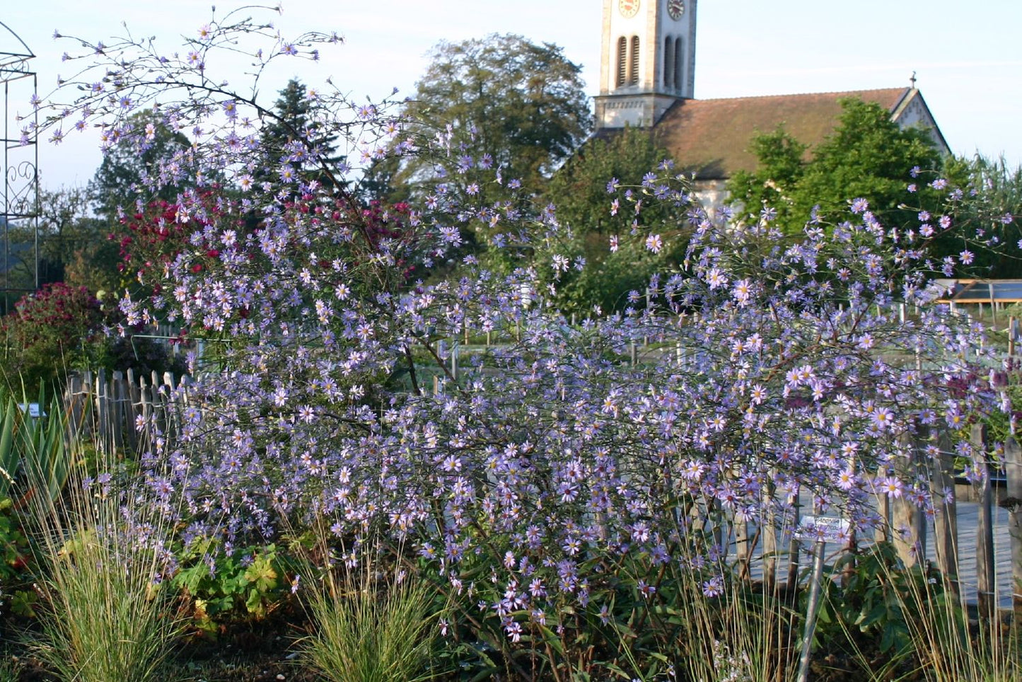 Aster laevis (Glatte Aster)