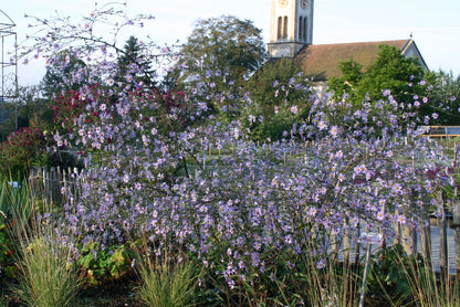 Aster laevis (Glatte Aster)