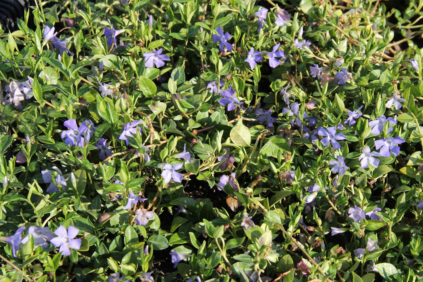 Vinca minor 'Bowles' (Kleines Immergrün)
