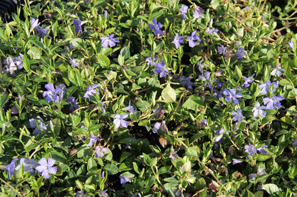 Vinca minor 'Bowles' (Kleines Immergrün)