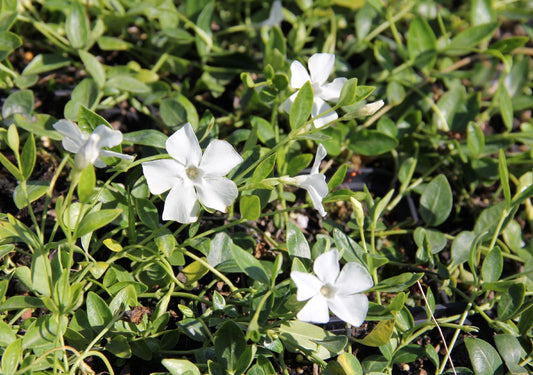Vinca minor 'Gertrude Jekyll' Immergrün