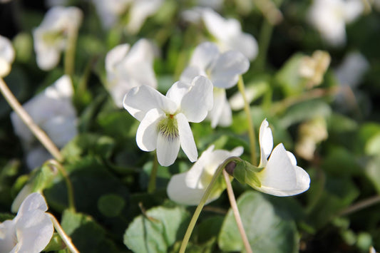 Viola sororia 'Albiflora' Garten-Pfingst-Veilchen