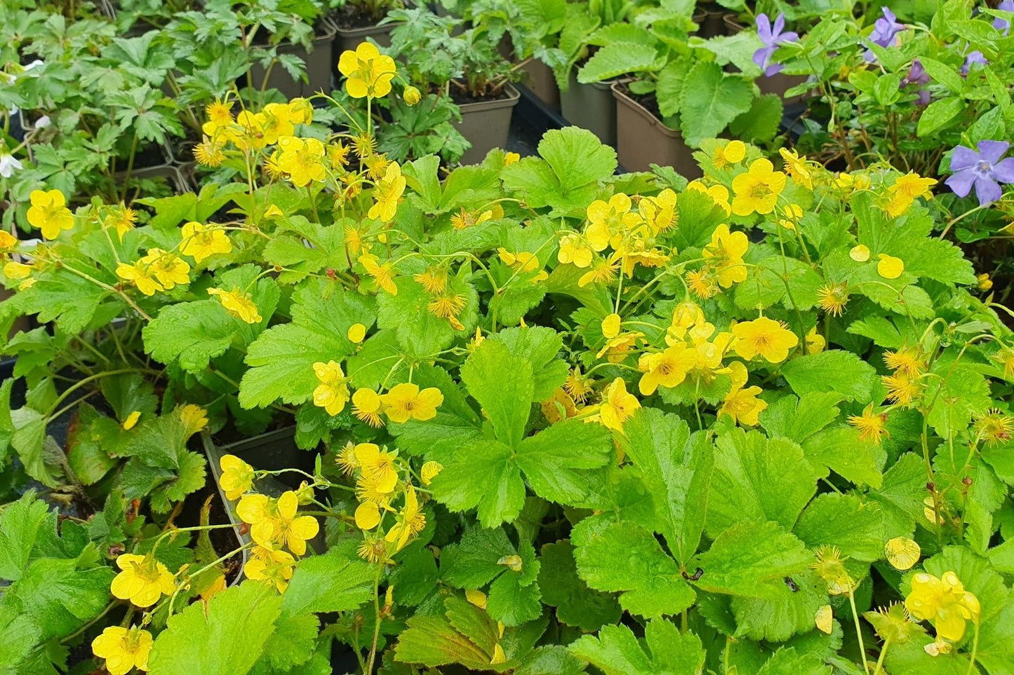 Waldsteinia ternata Dreiblättrige Matten-Waldsteinie