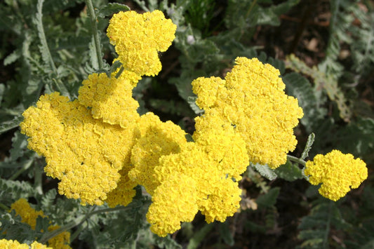 Achillea clypeolata 'Moonshine' Goldquirl-Garbe