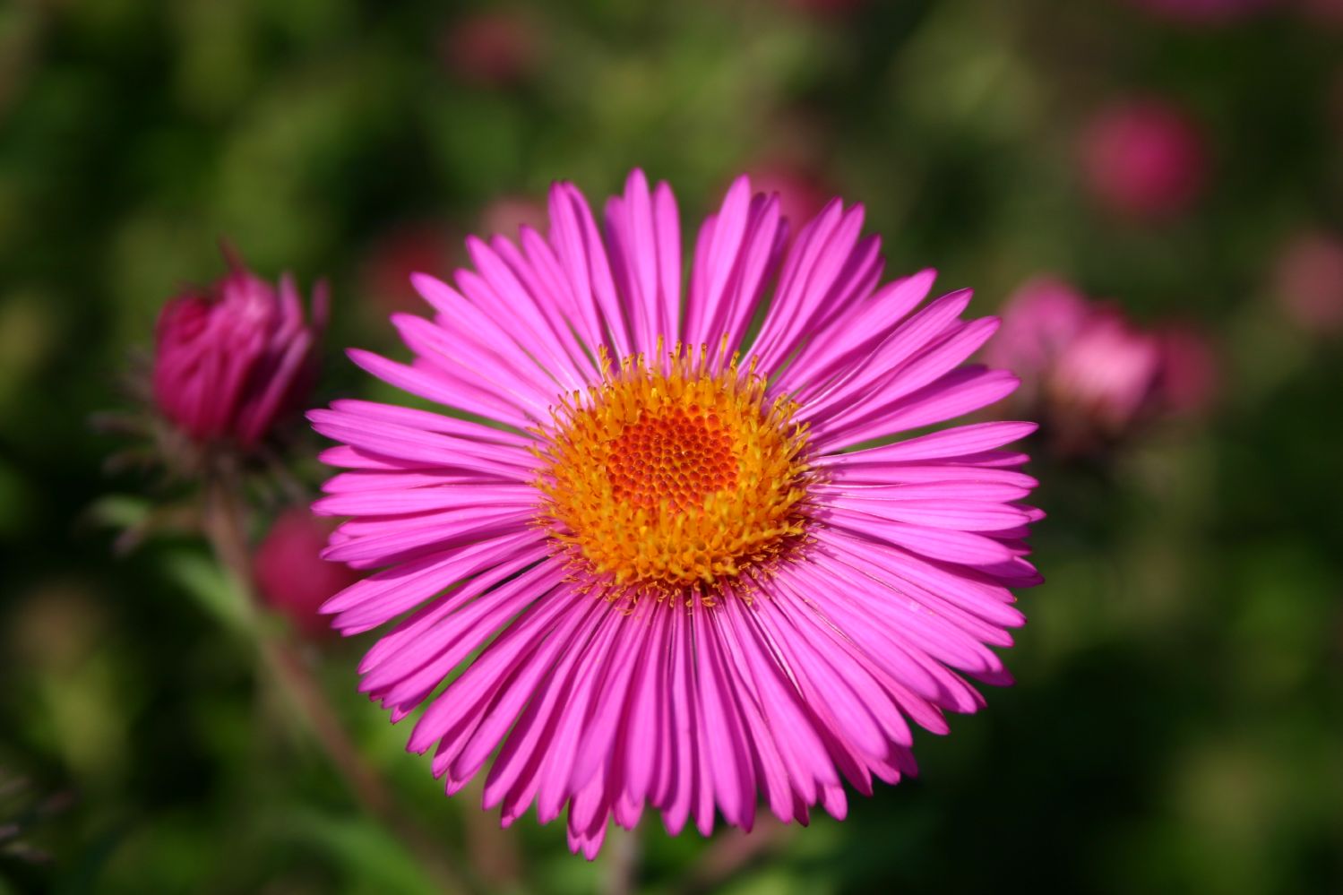 Aster novae-angliae 'Andenken an Paul Gerber' Raublatt-Aster