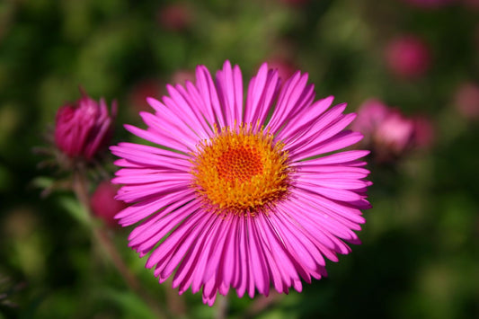 Aster novae-angliae 'Andenken an Paul Gerber' Raublatt-Aster