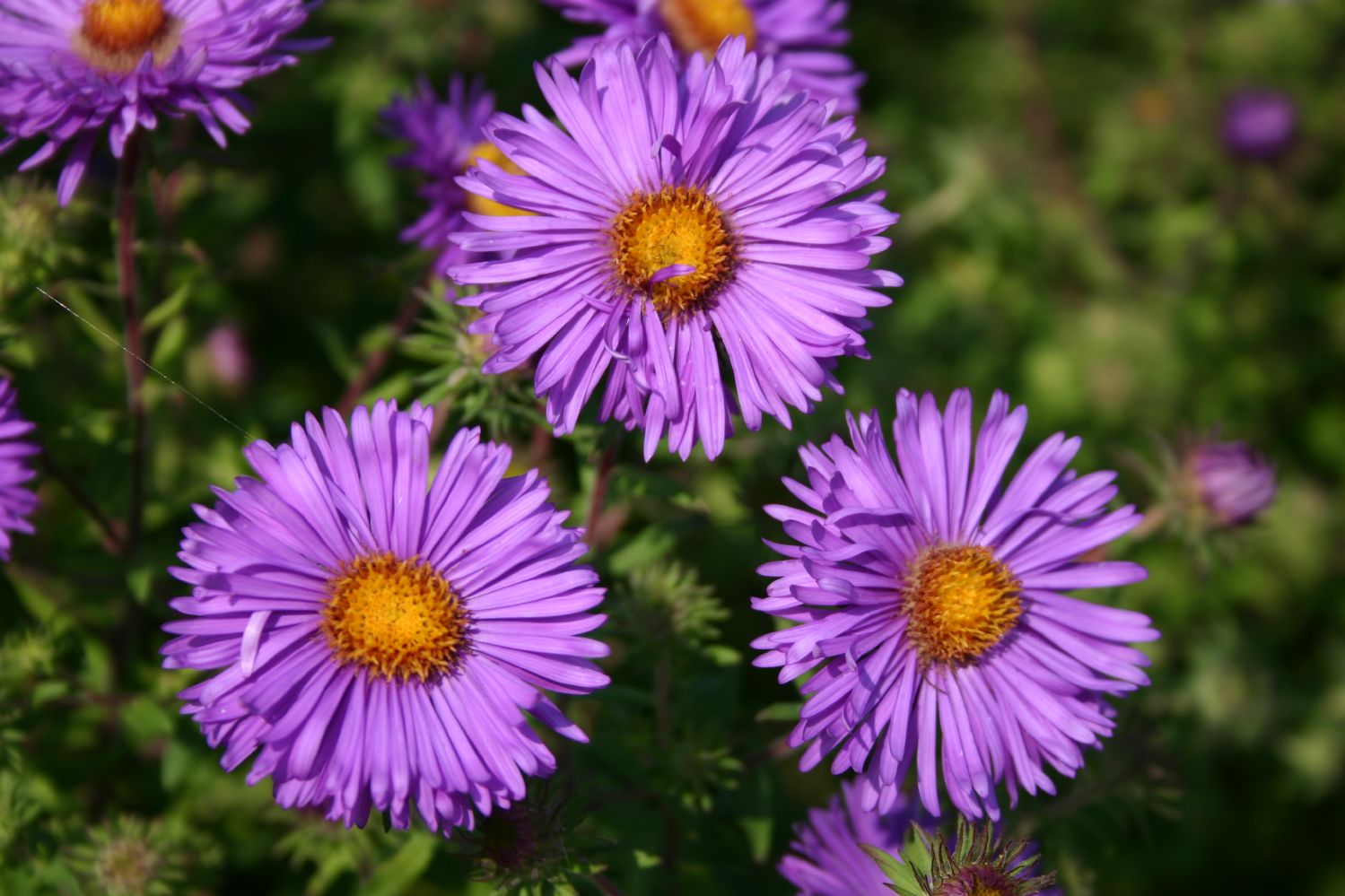Aster novae-angliae 'Barr's Blue' Raublatt-Aster