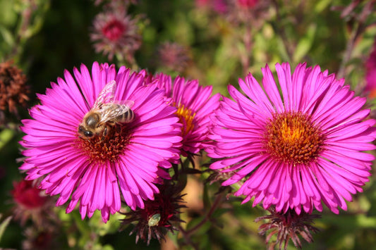 Aster novae-angliae 'Rubinschatz' Raublattaster