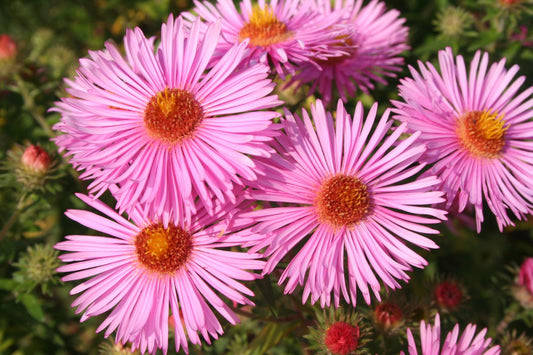 Aster novae-angliae 'Rudelsburg' Raublatt-Aster