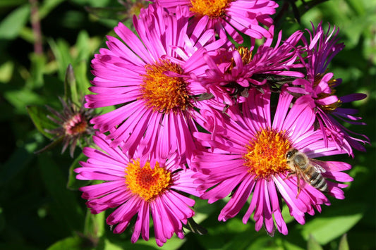 Aster novae-angliae 'Septemberrubin' Raublatt-Aster