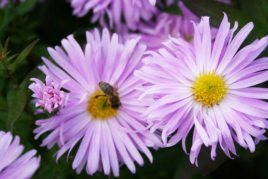 Aster novi-belgii 'Fellowship' Glattblatt-Aster