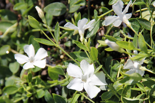 Vinca minor 'Alba' Kleines Garten-Immergrün