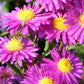 Aster novi-belgii 'Karminkuppel' Glattblattaster