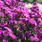 Aster novi-belgii 'Karminkuppel' (Glattblattaster)