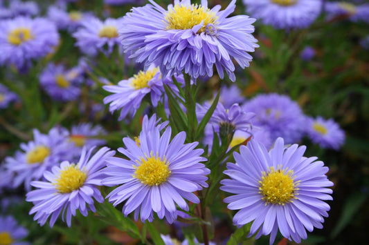 Aster novi-belgii 'Marie Ballard' Glattblatt-Aster