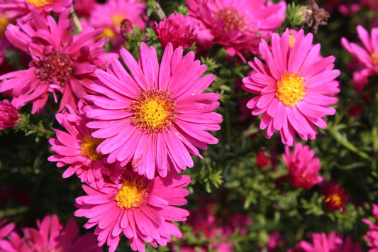 Aster novi-belgii 'Royal Ruby' Glattblatt-Aster