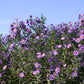 Aster novi-belgii 'Schöne von Dietlikon' (Glattblatt-Aster)