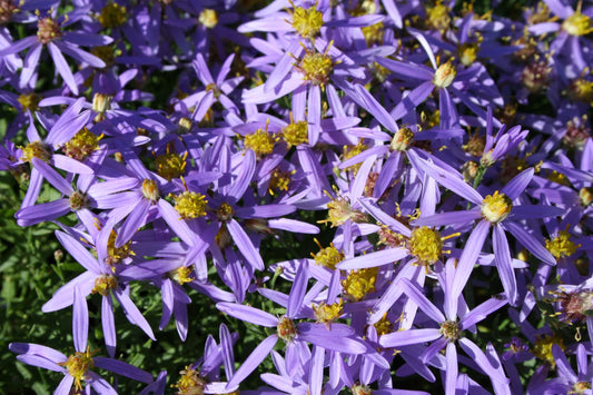 Aster sedifolius 'Nanus' Wilde Zwerg Aster