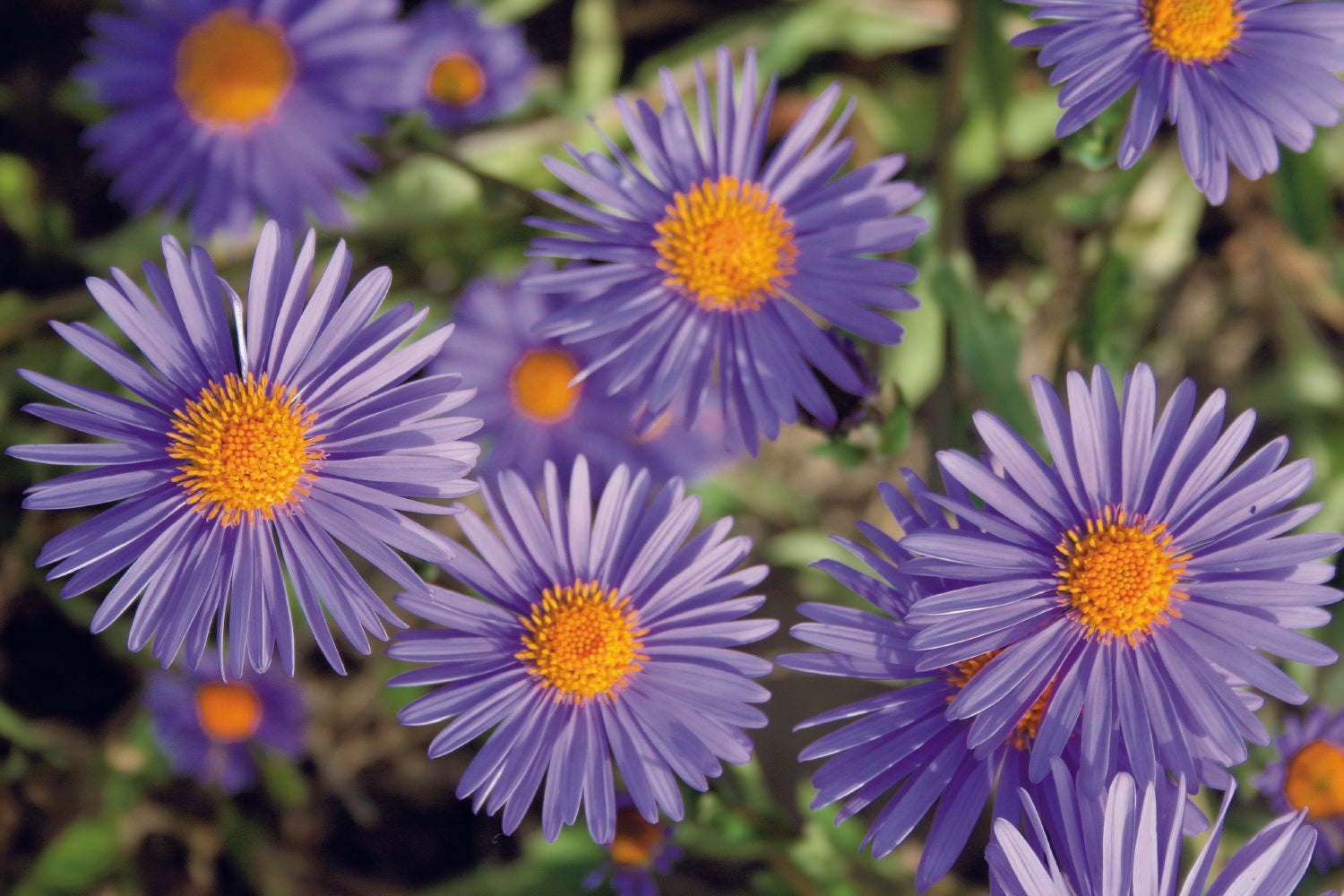 Aster tongolensis 'Wartburgstern' Garten-Frühsommer-Aster