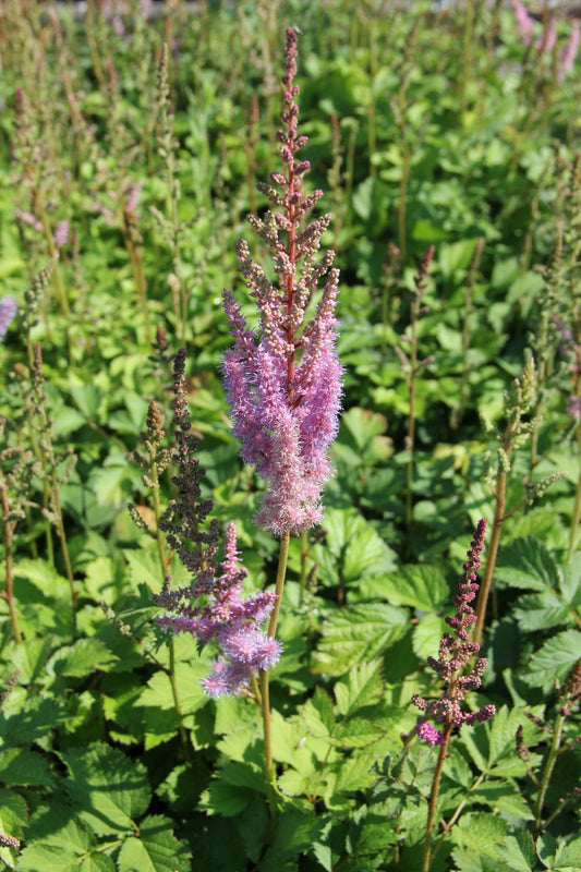 Astilbe chinensis var. pumila Zwerg-Prachtspiere