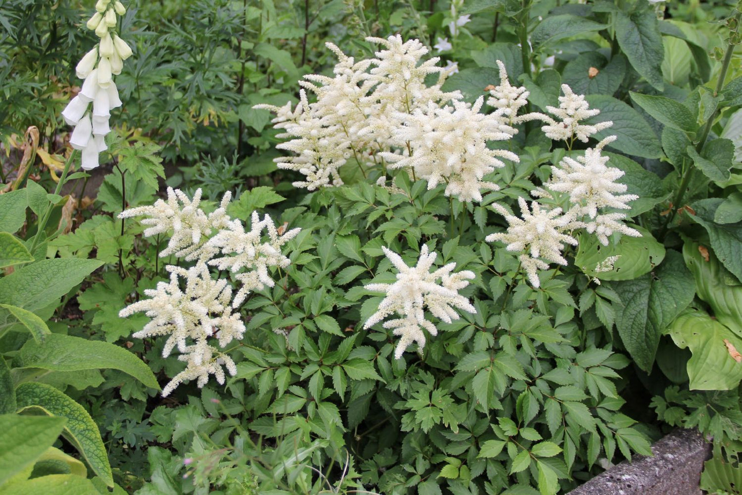 Astilbe x japonica 'Deutschland' (Garten Prachtspiere)