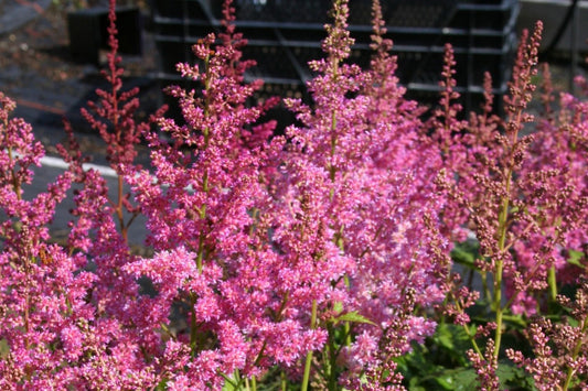 Astilbe x japonica 'Mainz' Prachtspiere