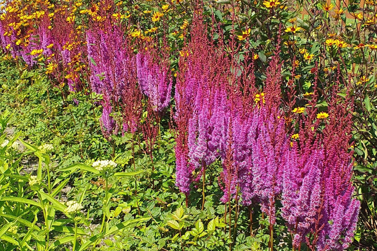 Astilbe chinensis var. taquetii 'Purpurlanze' (Lanzenspiere | Prachtspiere) - P 0,5
